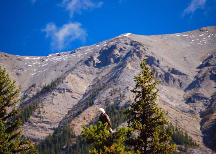A misty morning on the Kootenay River